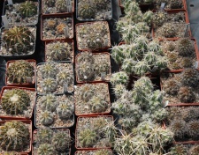 Коллекция Дмитрия Самогородского (г. Кременчуг)