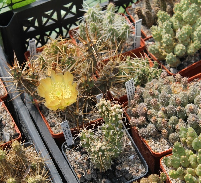 Коллекция Дмитрия Самогородского (г. Кременчуг)