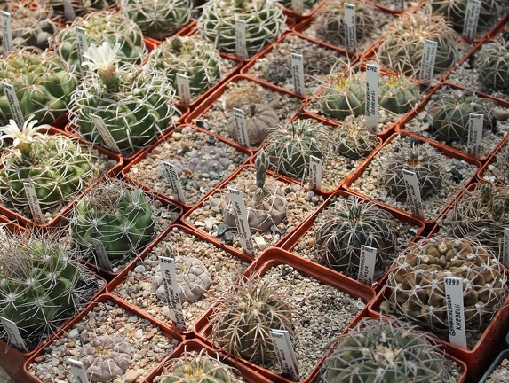 Коллекция Дмитрия Самогородского (г. Кременчуг)