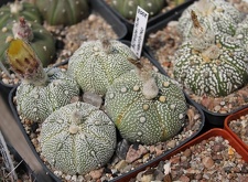 Коллекция Дмитрия Самогородского (г. Кременчуг)