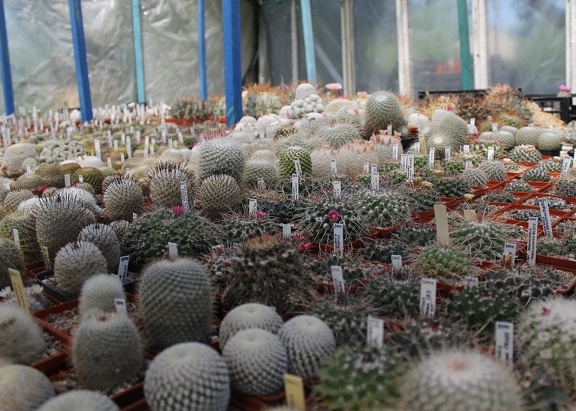 Коллекция Дмитрия Самогородского (г. Кременчуг)