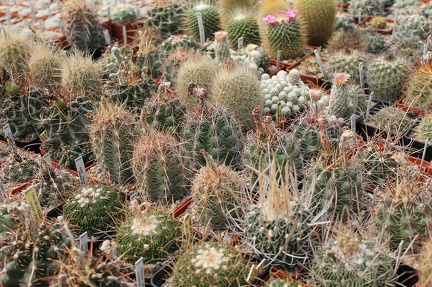 Коллекция Дмитрия Самогородского (г. Кременчуг)