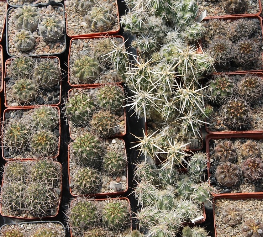 Коллекция Дмитрия Самогородского (г. Кременчуг)