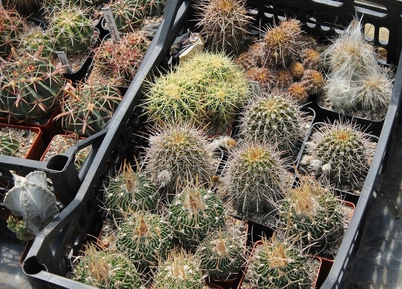 Коллекция Дмитрия Самогородского (г. Кременчуг)