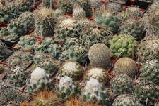 Коллекция Дмитрия Самогородского (г. Кременчуг)