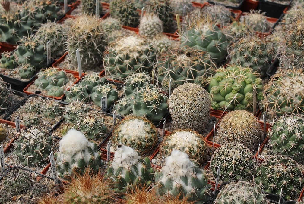 Коллекция Дмитрия Самогородского (г. Кременчуг)