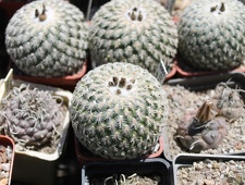 Коллекция Дмитрия Самогородского (г. Кременчуг)