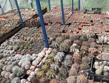 Коллекция Дмитрия Самогородского (г. Кременчуг)