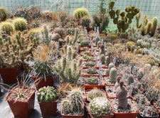 Коллекция Дмитрия Самогородского (г. Кременчуг)