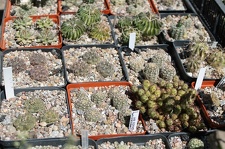 Коллекция Дмитрия Самогородского (г. Кременчуг)