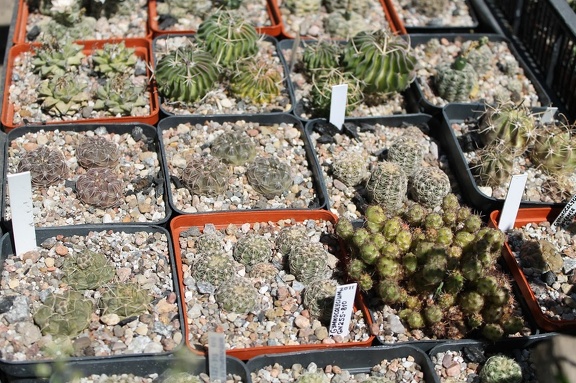 Коллекция Дмитрия Самогородского (г. Кременчуг)