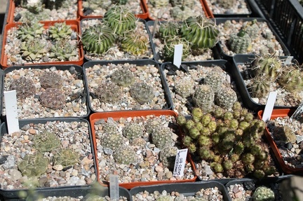 Коллекция Дмитрия Самогородского (г. Кременчуг)