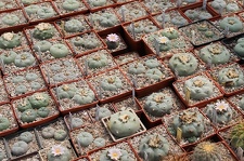 Коллекция Дмитрия Самогородского (г. Кременчуг)