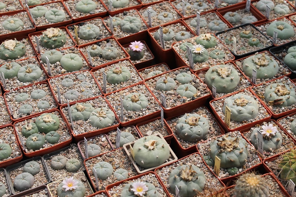 Коллекция Дмитрия Самогородского (г. Кременчуг)