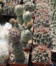 Коллекция Дмитрия Самогородского (г. Кременчуг)