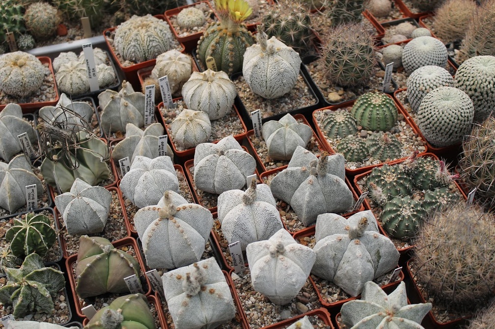 Коллекция Дмитрия Самогородского (г. Кременчуг)