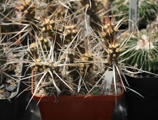 Коллекция Дмитрия Самогородского (г. Кременчуг)