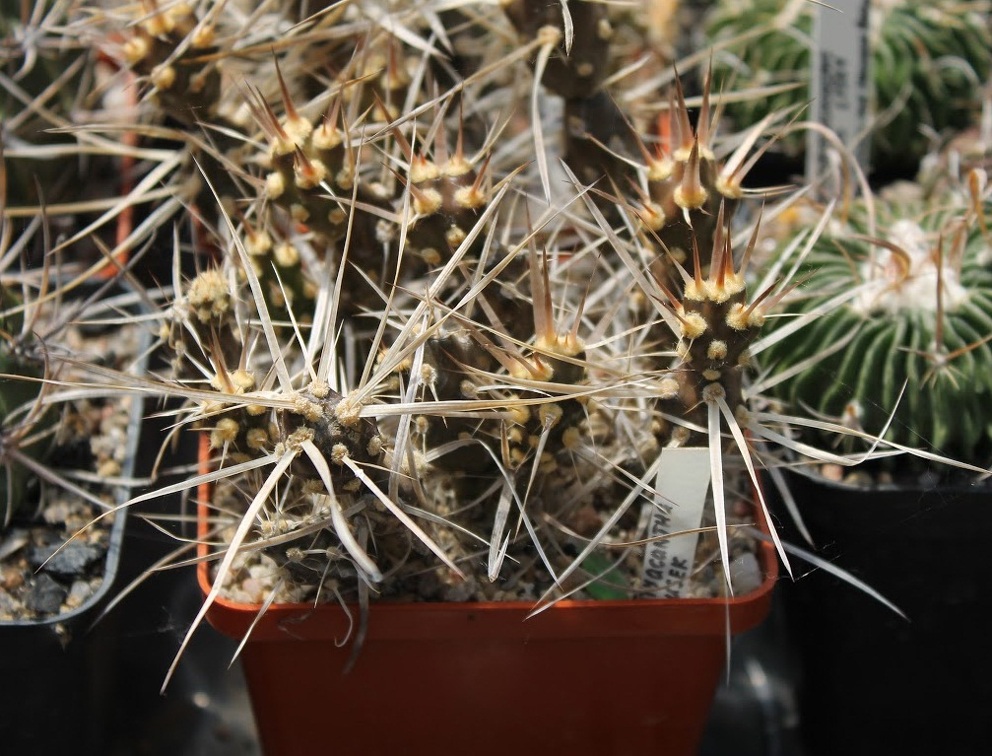 Коллекция Дмитрия Самогородского (г. Кременчуг)