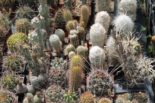 Коллекция Дмитрия Самогородского (г. Кременчуг)