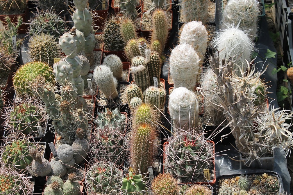 Коллекция Дмитрия Самогородского (г. Кременчуг)