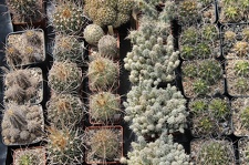 Коллекция Дмитрия Самогородского (г. Кременчуг)