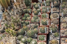 Коллекция Дмитрия Самогородского (г. Кременчуг)