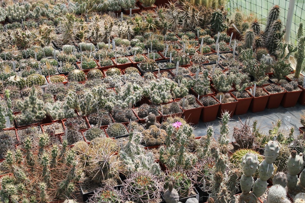 Коллекция Дмитрия Самогородского (г. Кременчуг)