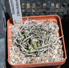 Коллекция Дмитрия Самогородского (г. Кременчуг)