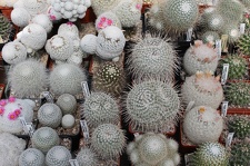 Коллекция Дмитрия Самогородского (г. Кременчуг)