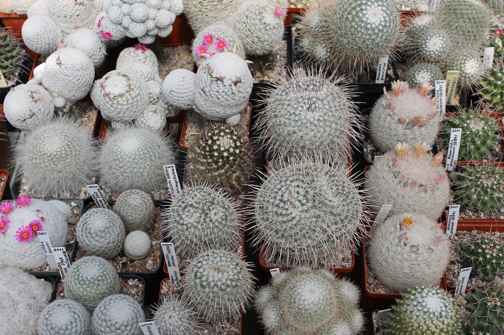 Коллекция Дмитрия Самогородского (г. Кременчуг)