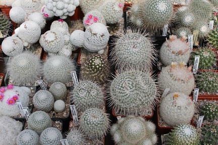 Коллекция Дмитрия Самогородского (г. Кременчуг)