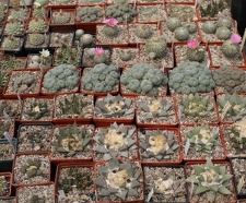 Коллекция Дмитрия Самогородского (г. Кременчуг)