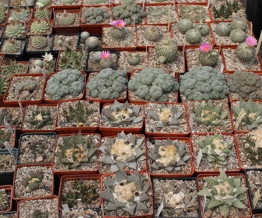 Коллекция Дмитрия Самогородского (г. Кременчуг)