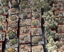 Коллекция Дмитрия Самогородского (г. Кременчуг)