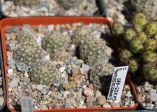 Коллекция Дмитрия Самогородского (г. Кременчуг)