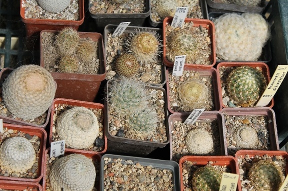 Коллекция Дмитрия Самогородского (г. Кременчуг)