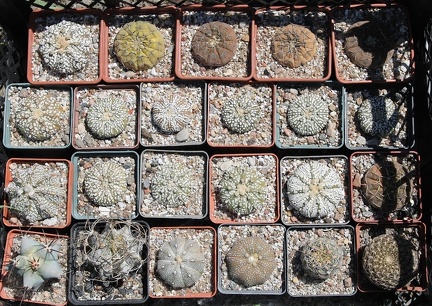 Коллекция Дмитрия Самогородского (г. Кременчуг)