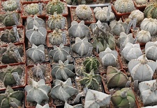 Коллекция Дмитрия Самогородского (г. Кременчуг)