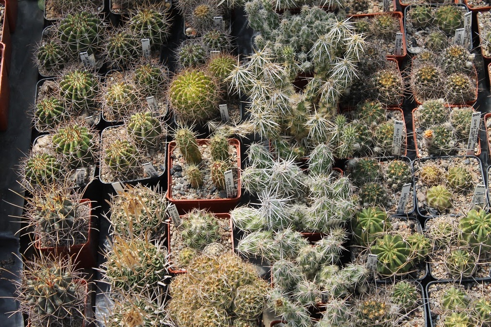 Коллекция Дмитрия Самогородского (г. Кременчуг)