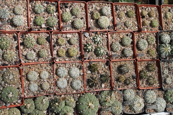 Коллекция Дмитрия Самогородского (г. Кременчуг)