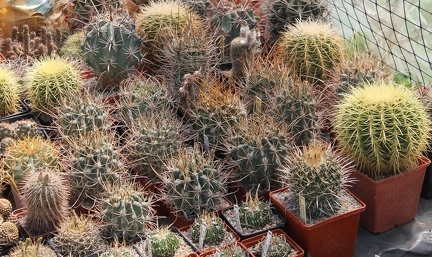 Коллекция Дмитрия Самогородского (г. Кременчуг)