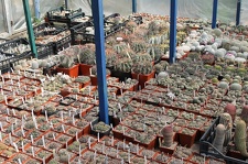 Коллекция Дмитрия Самогородского (г. Кременчуг)