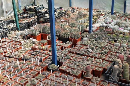 Коллекция Дмитрия Самогородского (г. Кременчуг)