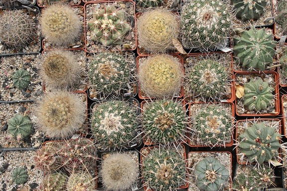 Коллекция Дмитрия Самогородского (г. Кременчуг)