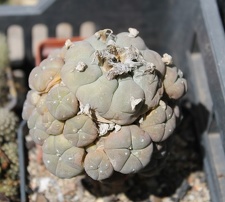 Коллекция Дмитрия Самогородского (г. Кременчуг)