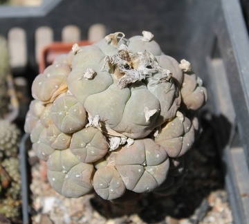 Коллекция Дмитрия Самогородского (г. Кременчуг)