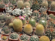 Коллекция Дмитрия Самогородского (г. Кременчуг)