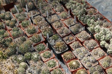 Коллекция Дмитрия Самогородского (г. Кременчуг)