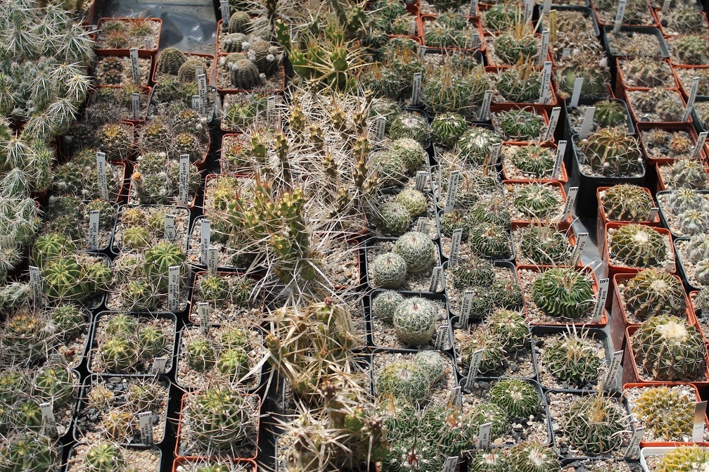 Коллекция Дмитрия Самогородского (г. Кременчуг)