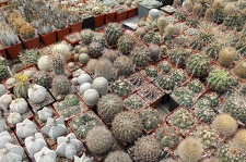 Коллекция Дмитрия Самогородского (г. Кременчуг)